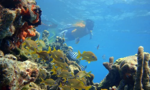 buceo